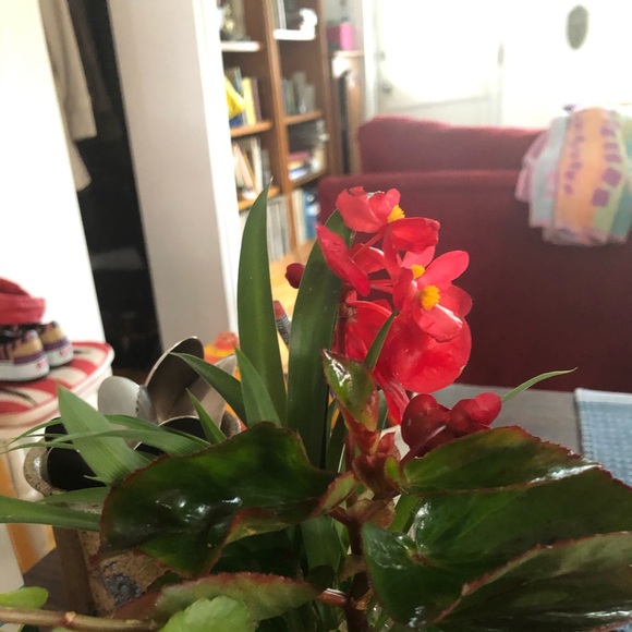 Man top - Picture 2 of 2